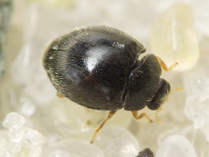 Stethorus punctillum Weise, 1891